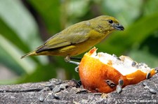 Gelbbauchorganist (Euphonia xanthogaster) in Aguas Calientes, Peru