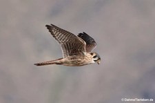 Buntfalke (Falco sparverius peruvianus) im Nationalreservat Salinas y Aguada Blanca, Peru