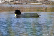 Fulica ardesiaca