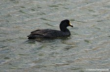 Fulica ardesiaca