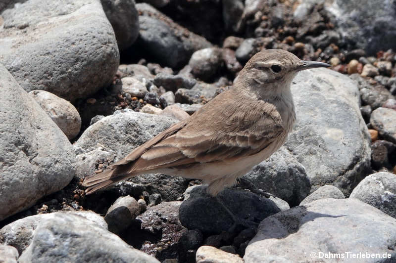 Geositta cunicularia