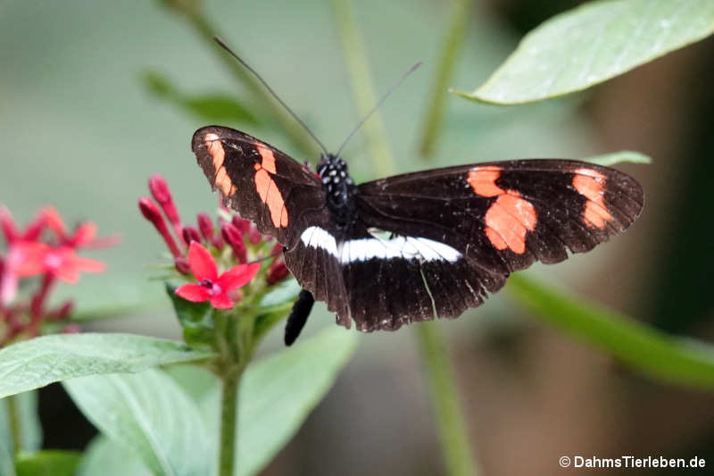 Heliconius telesiphe