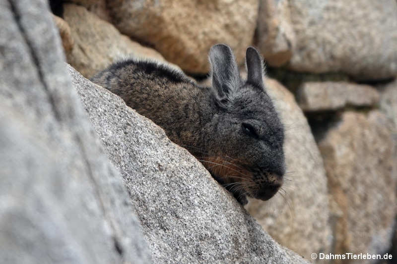 Nördliches Viscacha