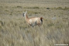 Guanako (Lama guanicoe) im Nationalreservat Salinas y Aguada Blanca, Peru