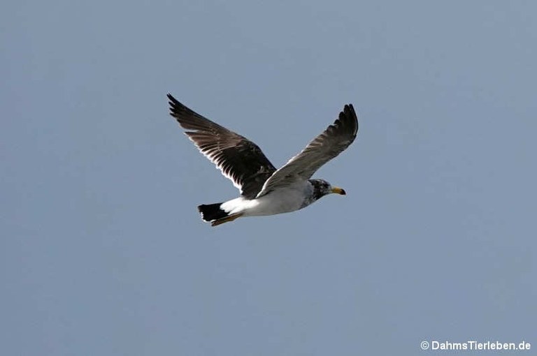 Larus belcheri