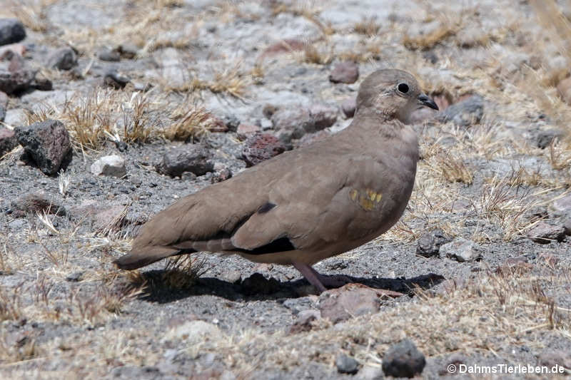 Aymaratäubchen