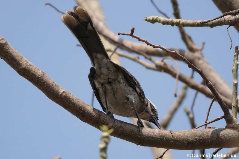 Mimus longicaudatus longicaudatus