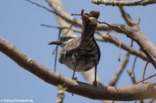 Mimus longicaudatus longicaudatus