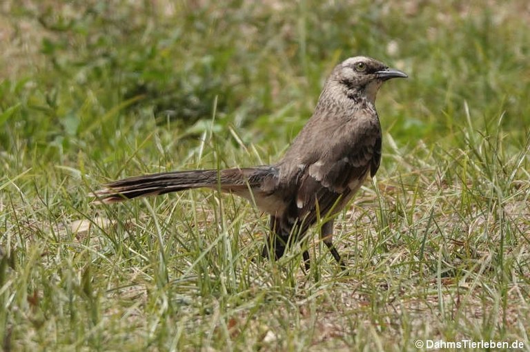 Mimus longicaudatus longicaudatus