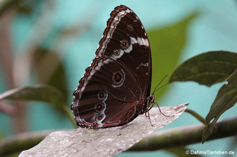 Morpho achilles