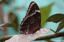 Morpho achilles in Aguas Calientes, Peru