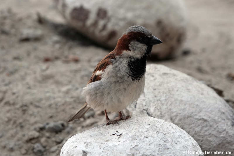 männlicher Haussperling