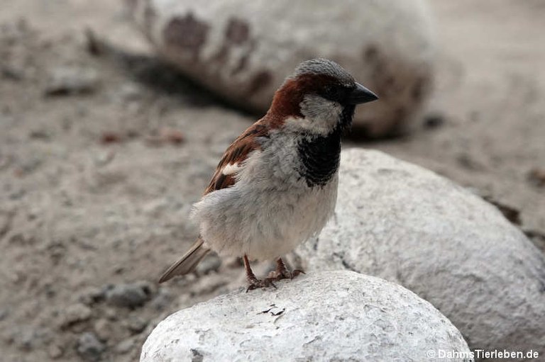 Passer domesticus domesticus