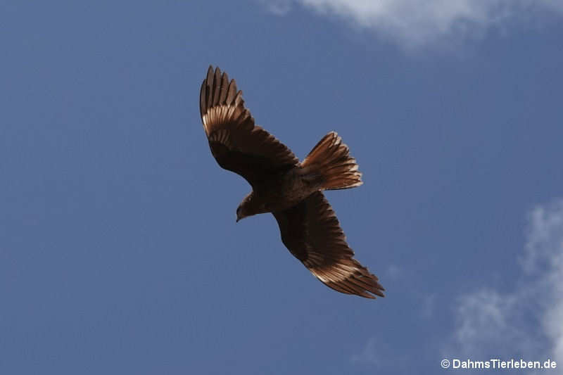 juveniler Bergkarakara