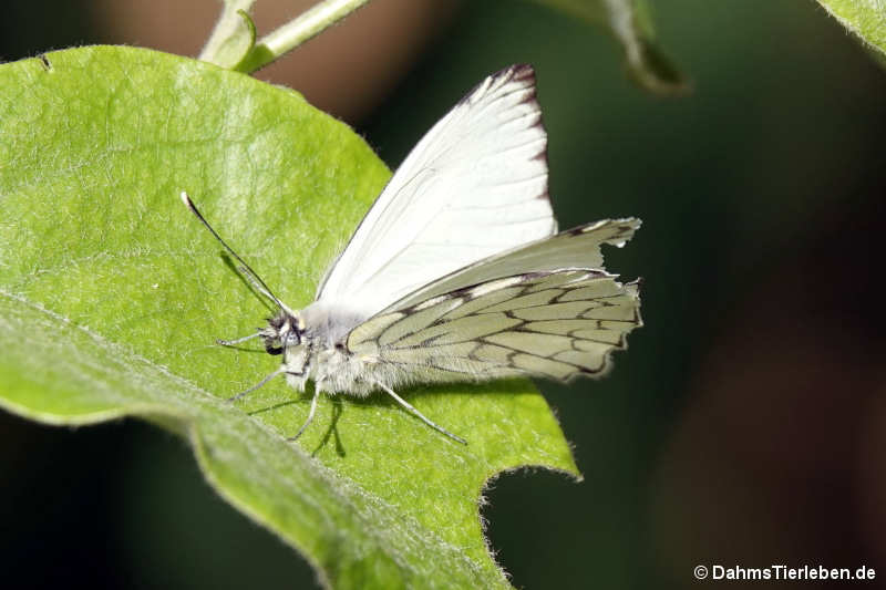 Schmetterling