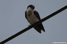 Pygochelidon cyanoleuca