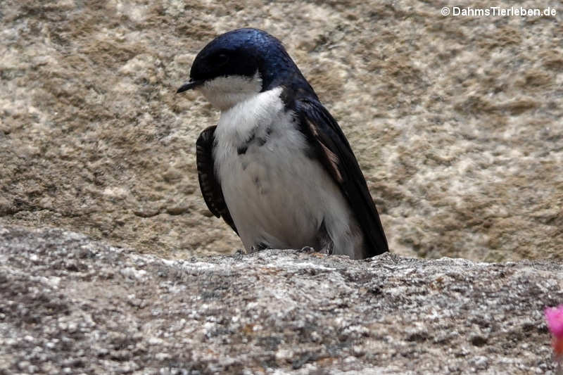 Pygochelidon cyanoleuca