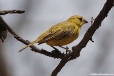 Safranammer (Sicalis flaveola valida) in Ica, Peru