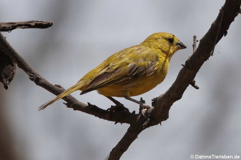 Sicalis flaveola valida