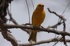 Safranammer (Sicalis flaveola valida) in Ica, Peru