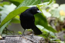 Schwarztangare (Tachyphonus rufus) in Aguas Calientes, Peru