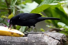 Schwarztangare (Tachyphonus rufus) in Aguas Calientes, Peru