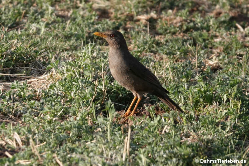 Turdus chiguanco