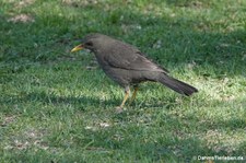 Turdus chiguanco