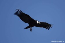 adulter Andenkondor (Vultur gryphus) im Colca Canyon, Peru