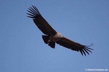 junger Andenkondor (Vultur gryphus) im Colca Canyon, Peru