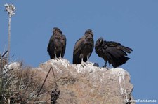 Andenkondore (Vultur gryphus) im Colca Canyon, Peru