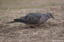 Ohrflecktaube (Zenaida auriculata hypoleuca) in Cusco, Peru