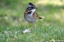 Morgenammer (Zonotrichia capensis peruviensis) in Arequipa, Peru