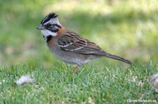 Morgenammer (Zonotrichia capensis peruviensis) in Arequipa, Peru