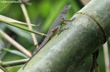 Kammanolis (Anolis cristatellus cristatellus) im El Yunque National Forest, Puerto Rico