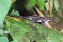 Anolis cristatellus cristatellus