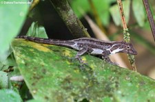 Kammanolis (Anolis cristatellus cristatellus) im El Yunque National Forest, Puerto Rico