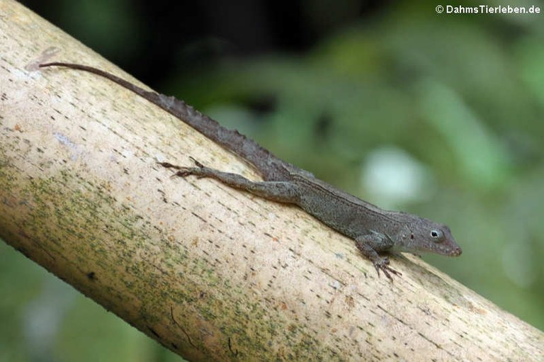 Anolis cristatellus cristatellus