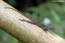 Kammanolis (Anolis cristatellus cristatellus) im El Yunque National Forest, Puerto Rico