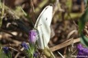 Pieris brassicae