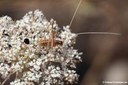 Tylopsis lilifolia