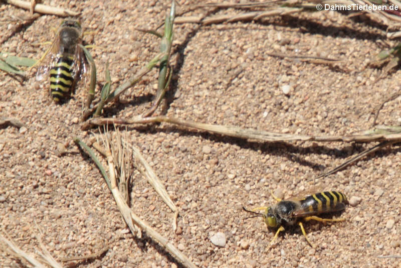 Bembix rostrata