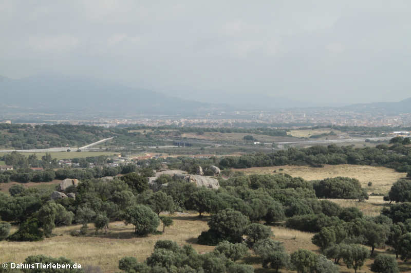 Blick in Richtung Olbia