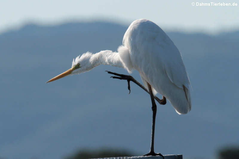 Silberreiher (Ardea alba alba)