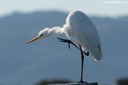 Ardea alba alba