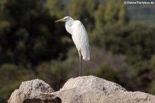 Silberreiher (Ardea alba alba) in der Lagune von San Teodoro, Sardinien