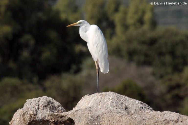 Ardea alba alba