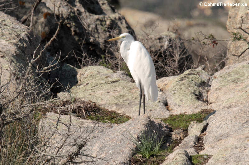 Silberreiher (Ardea alba alba)