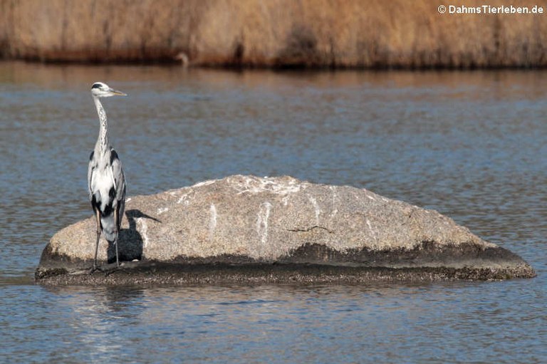 Ardea cinerea cinerea