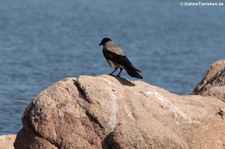 Nebelkrähe (Corvus cornix cornix) in der Lagune von San Teodoro, Sardinien